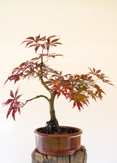 Acer palmátum atropurpureum (javor dlaňolistý)