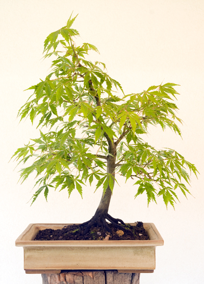 Acer palmátum (javor dlaňolistý)