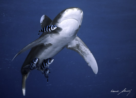 Žralok bielocípy