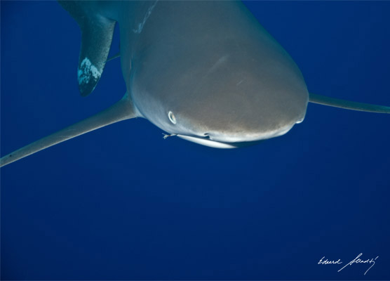 Žralok bielocí­py