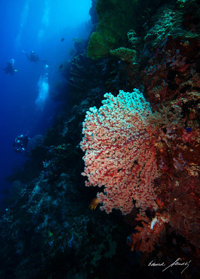 Mäkký korál